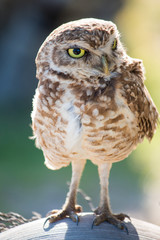 Photo Burrowing Owl looking