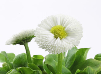 Gänseblümchen auf weißem Hintergrund © Julia