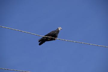 home thoroughbred pigeon sits on a power line wire