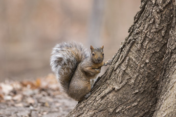 grey squirrel in winter