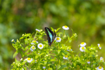 A bright tropical butterfly sits on a daisy flower in a Chinese forest.