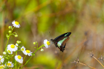A bright tropical butterfly sits on a daisy flower in a Chinese forest.