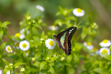 A bright tropical butterfly sits on a daisy flower in a Chinese forest.