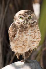 Photo Burrowing Owl looking