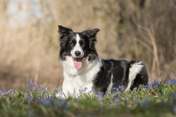 Border Collie beim Spaziergang 