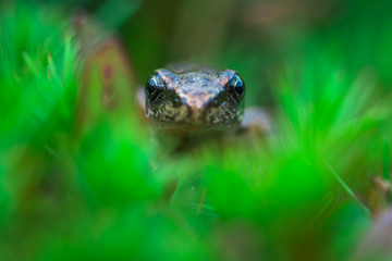 Ritratto di piccola rana in mezzo all'erba