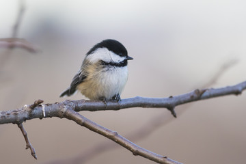 black capped chickadee in winter