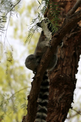 lemur