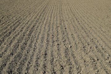 Plowed field, rows from soybean sowing. Soil on the field