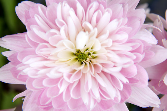 A top down view of a light pink Dahlia flower