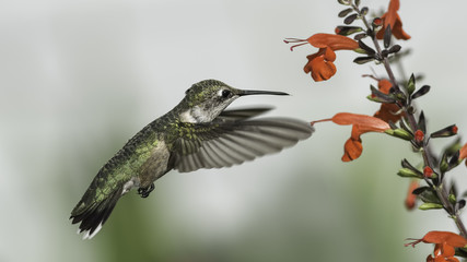 Obraz premium A Beautiful Day in the Sage