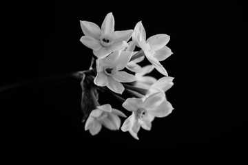 Narcissus in the dark. Close up