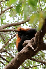 lemur