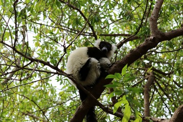 lemur