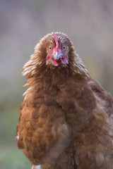 Free range hen in winter