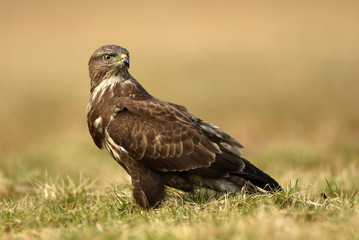 Common buzzard (Buteo buteo)