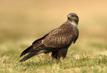 Common buzzard (Buteo buteo)