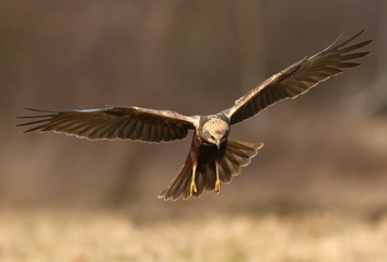 Marsh harrier (Circus aeruginosus)