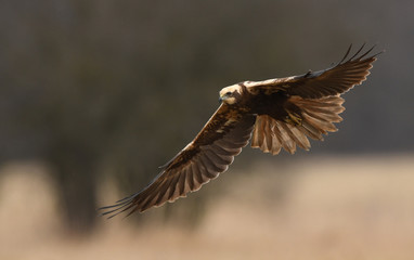 Marsh harrier (Circus aeruginosus)