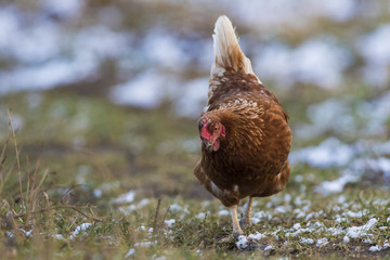 Free range hen in winter