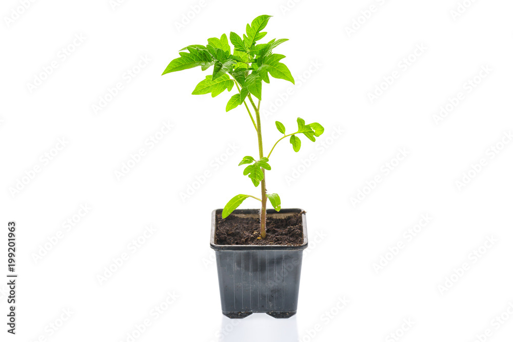 Wall mural Young tomato seedling plant in a pot isolated on a white background. Gardening. farming and spring concept.