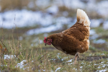 Free range hen in winter