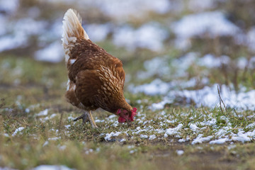 Free range hen in winter