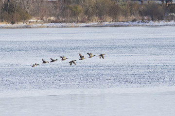 Mallard migration in autumn