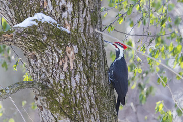 pileated woodpecker winter 