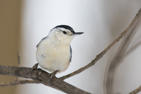 White-breasted Nuthatch  in winter