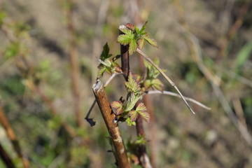 Young shoots of raspberries. Spring in the garden. Blossoming buds of raspberries