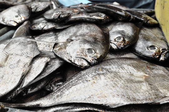 Butterfishes of the pampus genus-fisherman.s hut in the harbor. Sipalay-Philippines. 0378