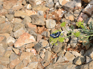 Blue butterfly on a green plant that grows from stones