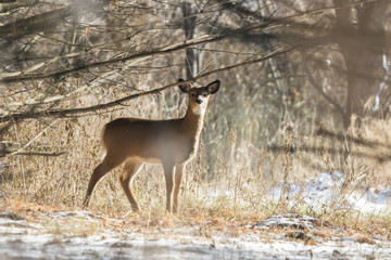whitetail deer in winter