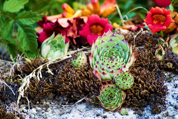 A green, decorative and very charming corner, composed of small succulents, easy to grow, they love the light and they adapt very well to the terraces and balconies.