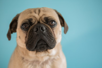 Close up of a pug dog on a blue background