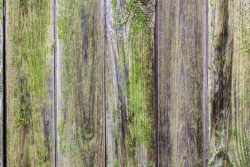 Obraz premium wood background texture/wooden green planks. With copy space