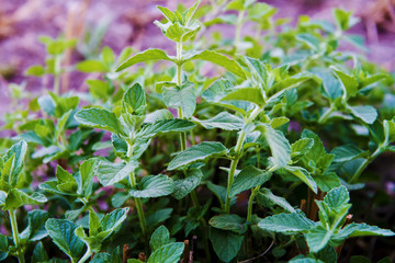 Peppermint branches, with small leaves, with bokeh and vividly colored background, used for medicinal purposes for various treatments, as an infusion.