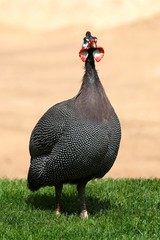 perdiz africana