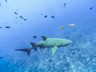 Sharks swimming in Bora Bora Island in French Polynesia during snorkeling on this island paradise and turquoise blue water. Pacific Ocean.