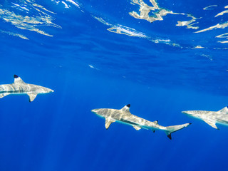 Sharks swimming in Bora Bora Island in French Polynesia during snorkeling on this island paradise and turquoise blue water. Pacific Ocean.