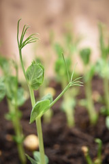 Closeup of a young pea shoot growing in fresh soil with a blurred background of scattered seeds and other peas. The pea shoot takes an almost human form like a ballerina.