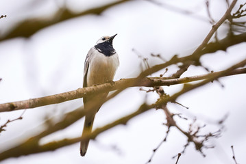 White wagtail (Motacilla alba) sitting on a branch