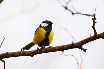 Great tit (Parus major)