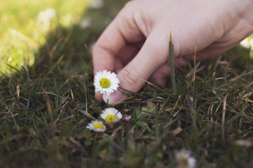 Girl hand holds daisy flower