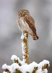 eurasian pygmy owl © Dmitrijs Mihejevs