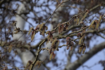 Blooming silver poplar. Silver poplar tree in spring. Poplar
