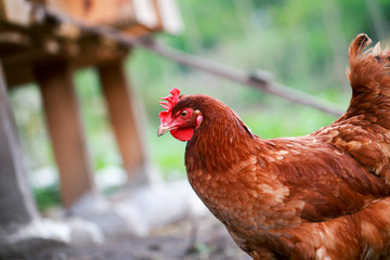 poule rousse devant poulailler