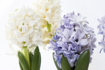 Flowers composition with lilac and white hyacinths. Spring flowers on white background. Easter concept.