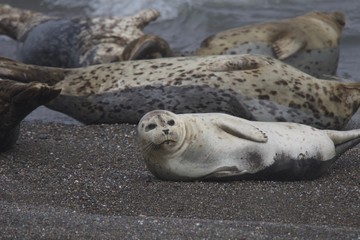 Naklejka premium Goat Rock Beach - Sonoma County, California. Each spring a large sand spit builds up in Jenner, right at the mouth of the Russian River. Seals love hanging out at the Pacific Coast beaches.